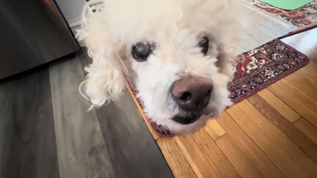 Sparkle is a happy girl 