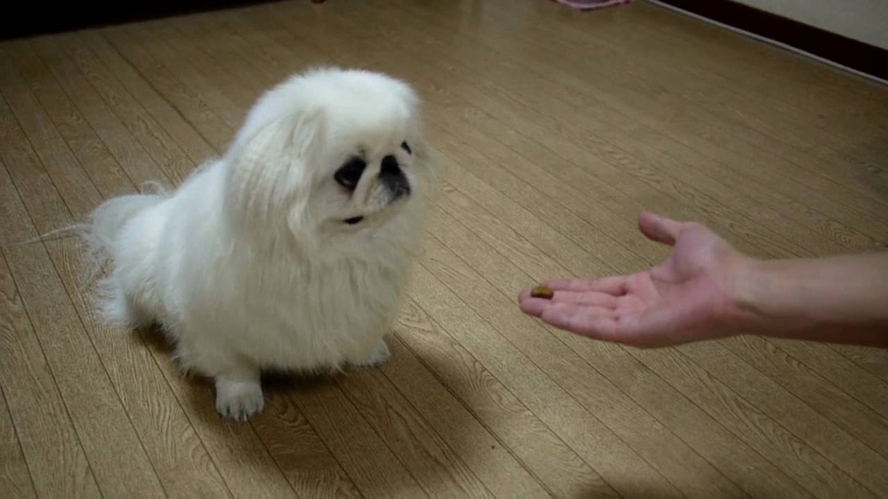 ペキニーズ シロ君　大好物！フィラリアのお薬タイム。Pekingese