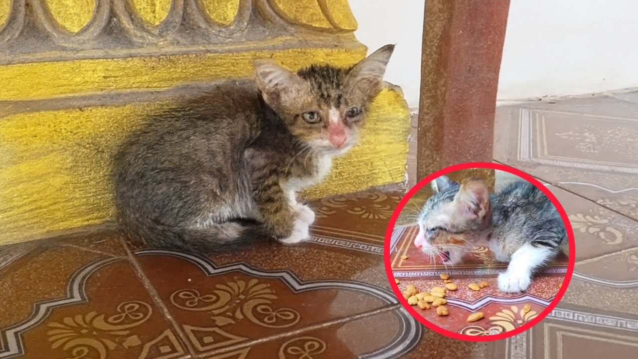 The stray kitten escaped from a dog attack and was rescued.