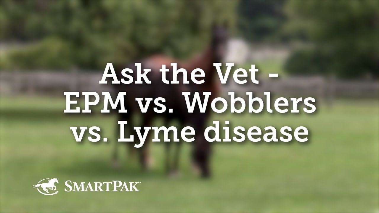 Ask the Vet - EPM vs Wobblers vs Lyme disease