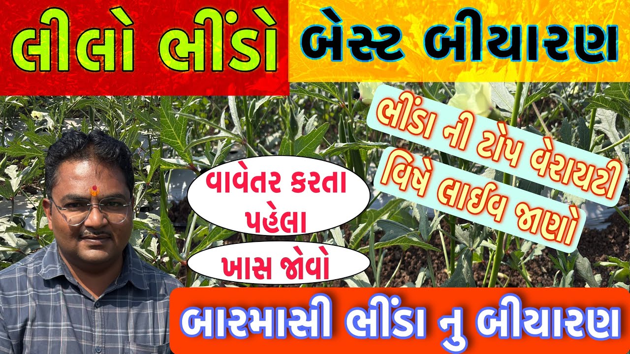 ભીંડા નુ 1 નંબર બીયારણ | લીલો ભીંડો #ભીંડા નુ બીયારણ  #bhindi #seeds #best #verity #vegetables