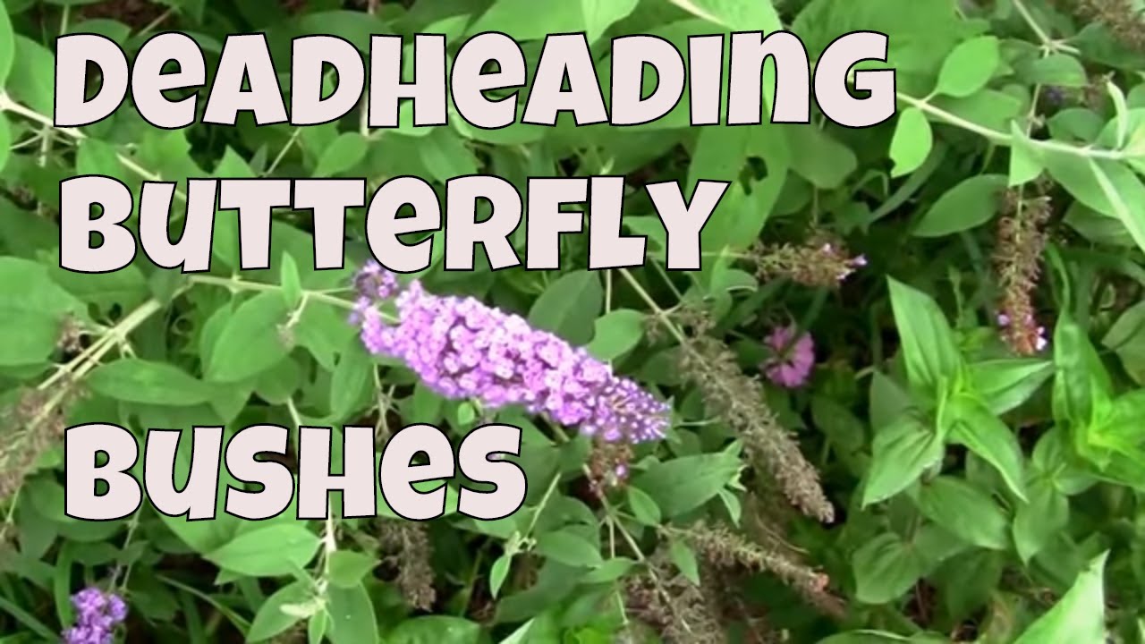 Deadheading Butterfly Bushes. A look at how to do it.