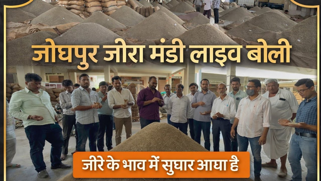 जोधपुर जीरा मंडी लाइव बोली नया जीरा Jodhpur mandi c**** seed bhav jeere ke bhav naya 
