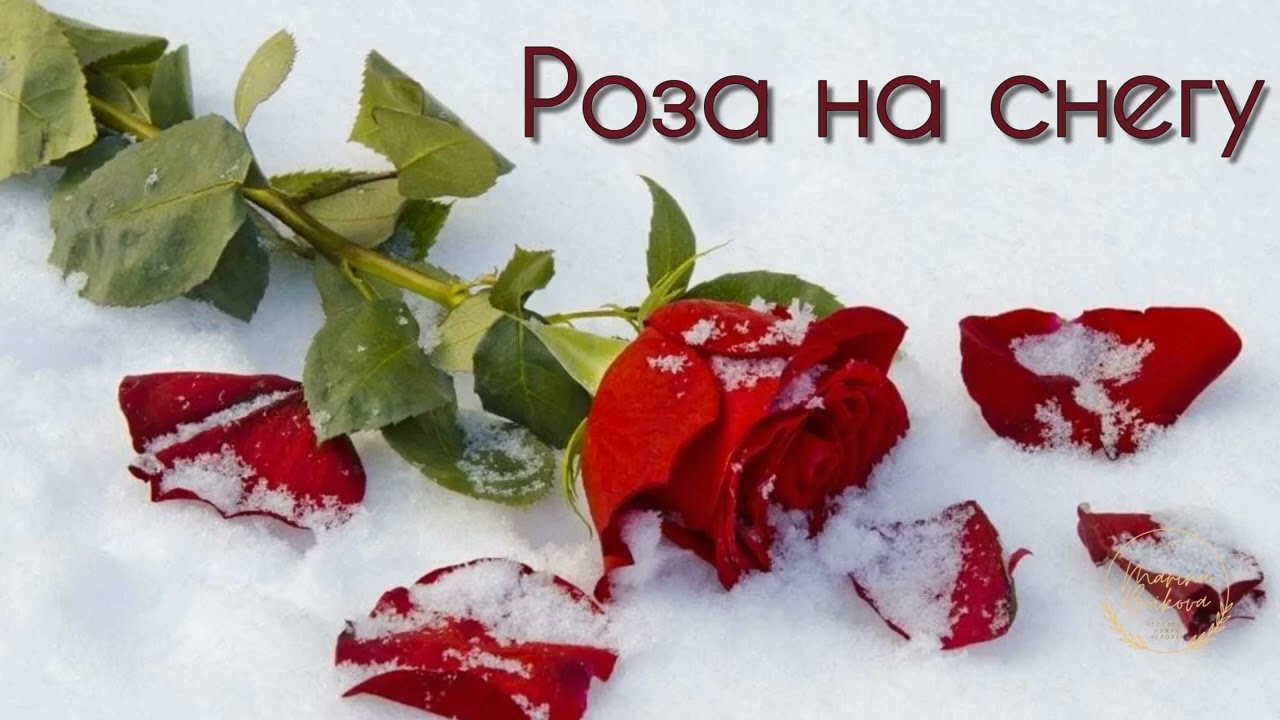 Роза на снегу… короткого счастья цветка-одиночки ❄️🌹