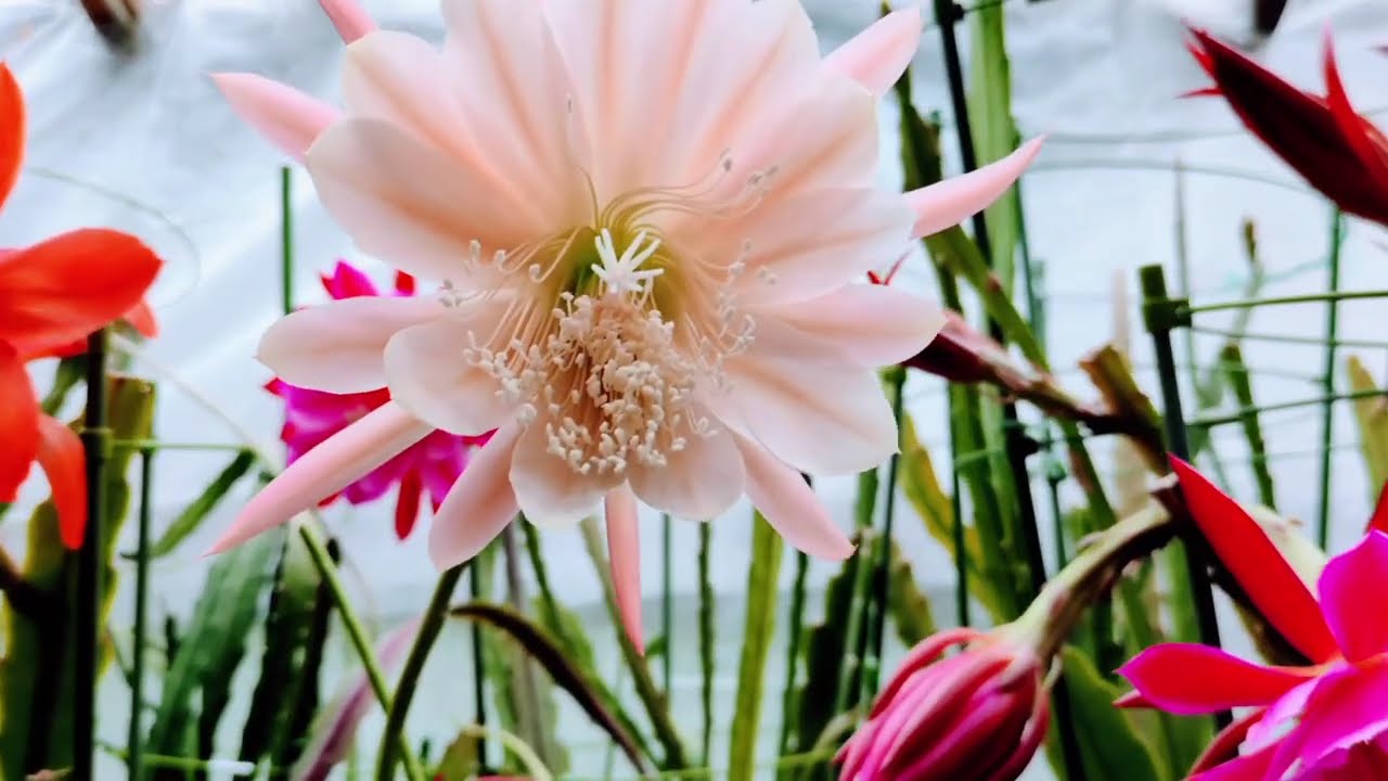 癒やされる花園
