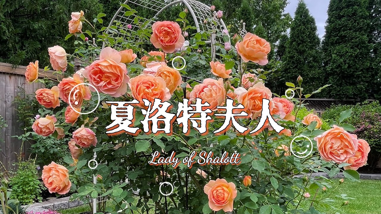 夏洛特夫人 - Lady of Shalott, DA rose, 大卫奥斯汀月季，最最最推荐的月季品种！必须要拥有！三文鱼色月季，坐标多伦多