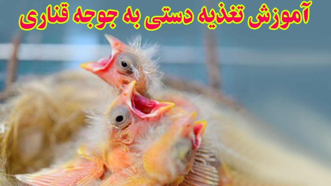 آموزش تغذیه دستی به جوجه قناری