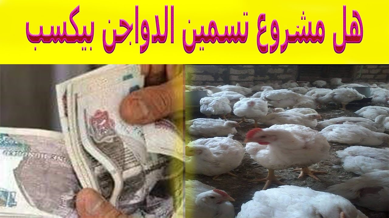 هل مشروع تسمين الفراخ البيضاء مربح/دراسة جدوى 100 كتكوت تسمين أبيض/تربية الفراخ البيضاء بالأعشاب