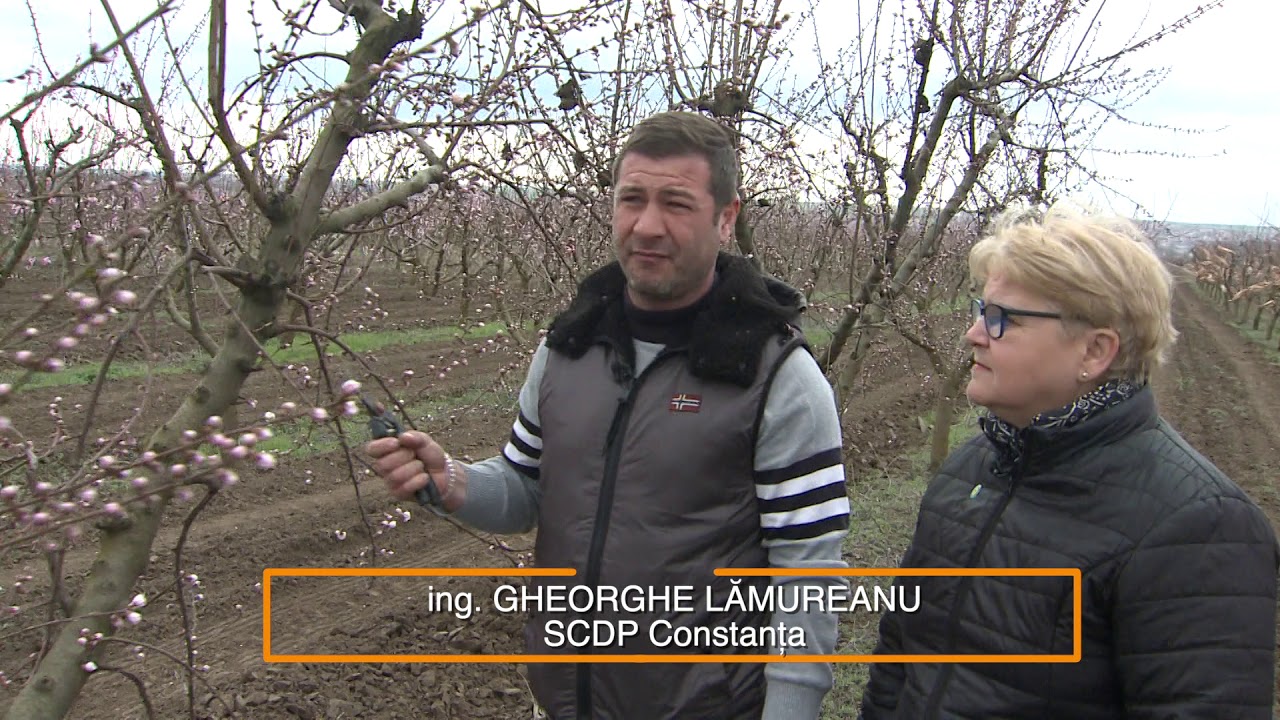 În grădina Danei: Cum tăiem piersicul şi caisul şi sfaturi pentru îngrijirea magnoliei (@TVR1)