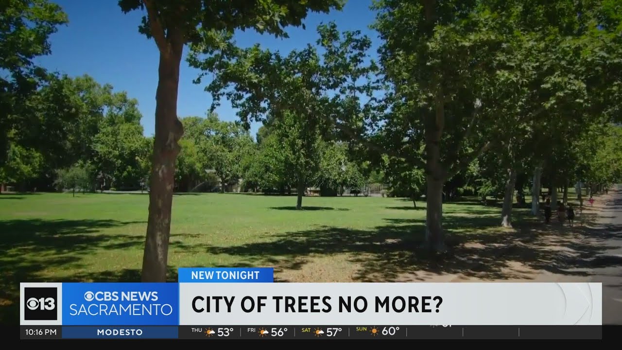 Is Sacramento a city of trees no more?