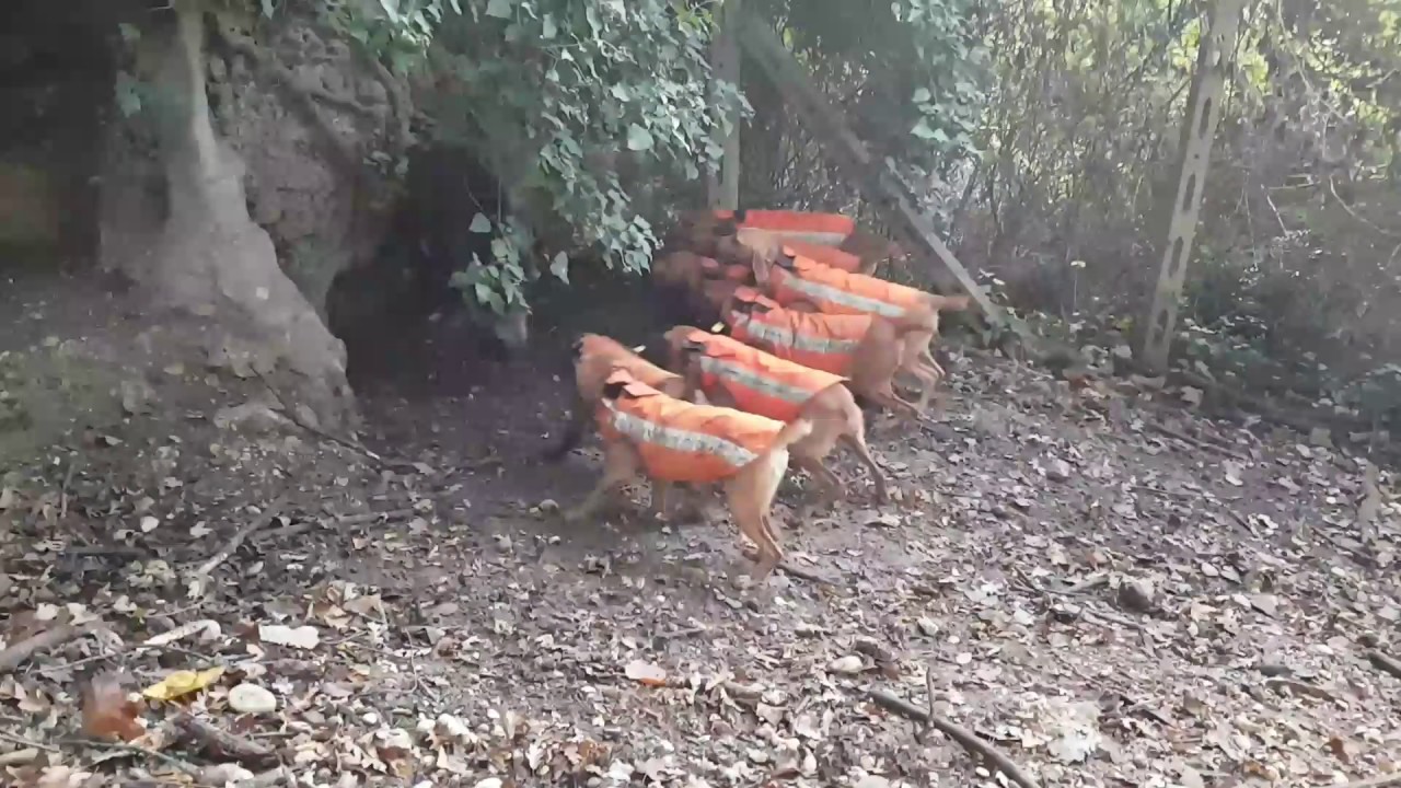 Caccia al cinghiale cuccioloni in addestramento con gilet protettivi BS planet(2)