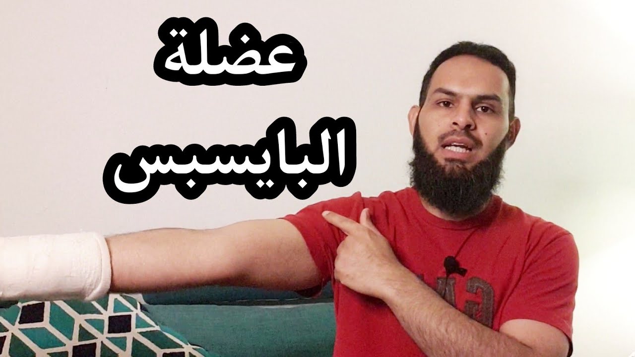 شرح عضلة البايسبس