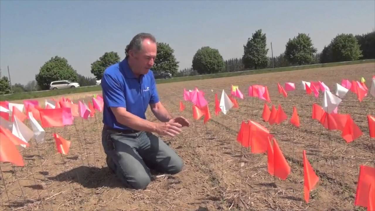 Corn School: Flag Test Measures Emergence Impact