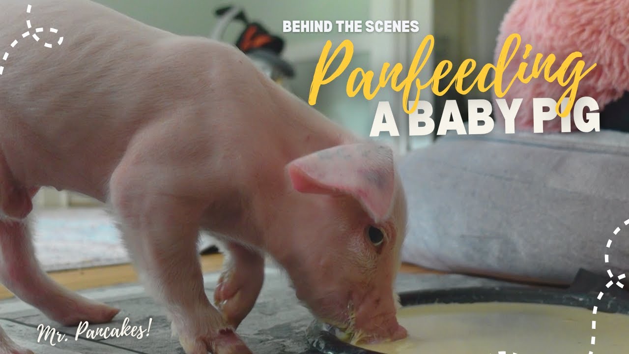 Pan-feeding a Piglet