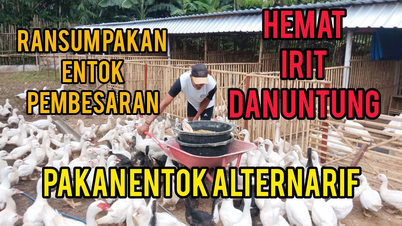 PAKAN ENTOK HEMAT, IRIT,BERGIZI, DAN UNTUNG 