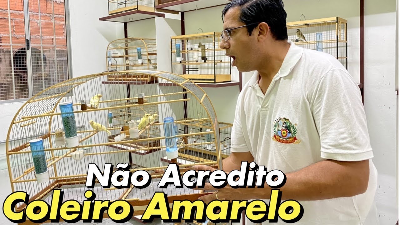 CRIATÓRIO DE MUTAÇÃO DE COLEIRO PAPACAPIM LINO NINHOS