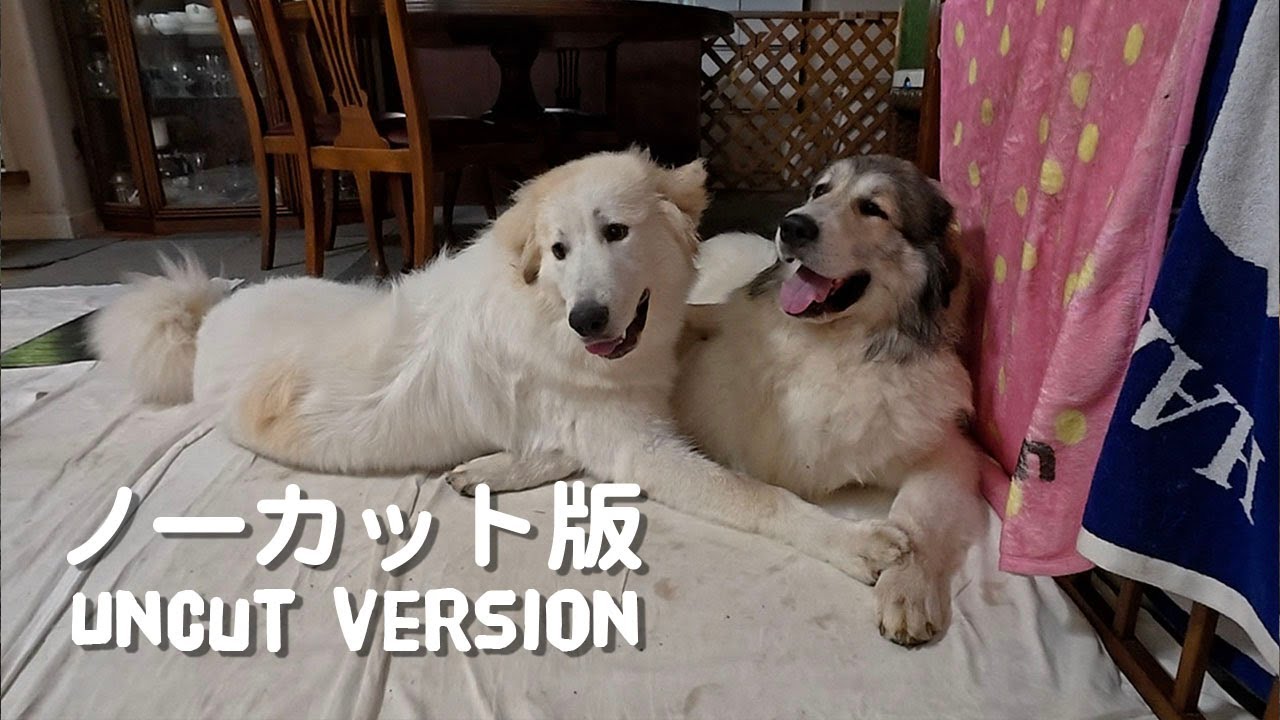 【ルンルンの裏庭】ベル vs リリー　27分の攻防！【ノーカット版】