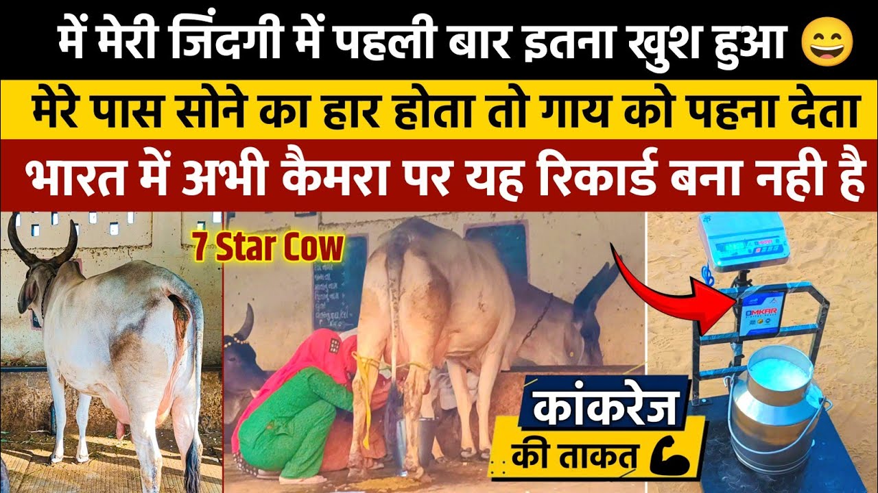 🔴Live Milking: यह कांकरेक गौमाता ने अपना नया कीर्तिमान किया । Kankrej Cow Live Milking.