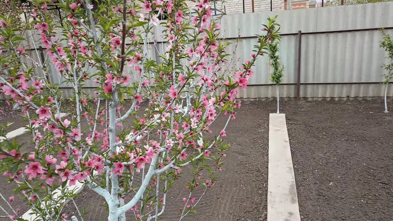 Персики в Воронеже. 26.04.2025