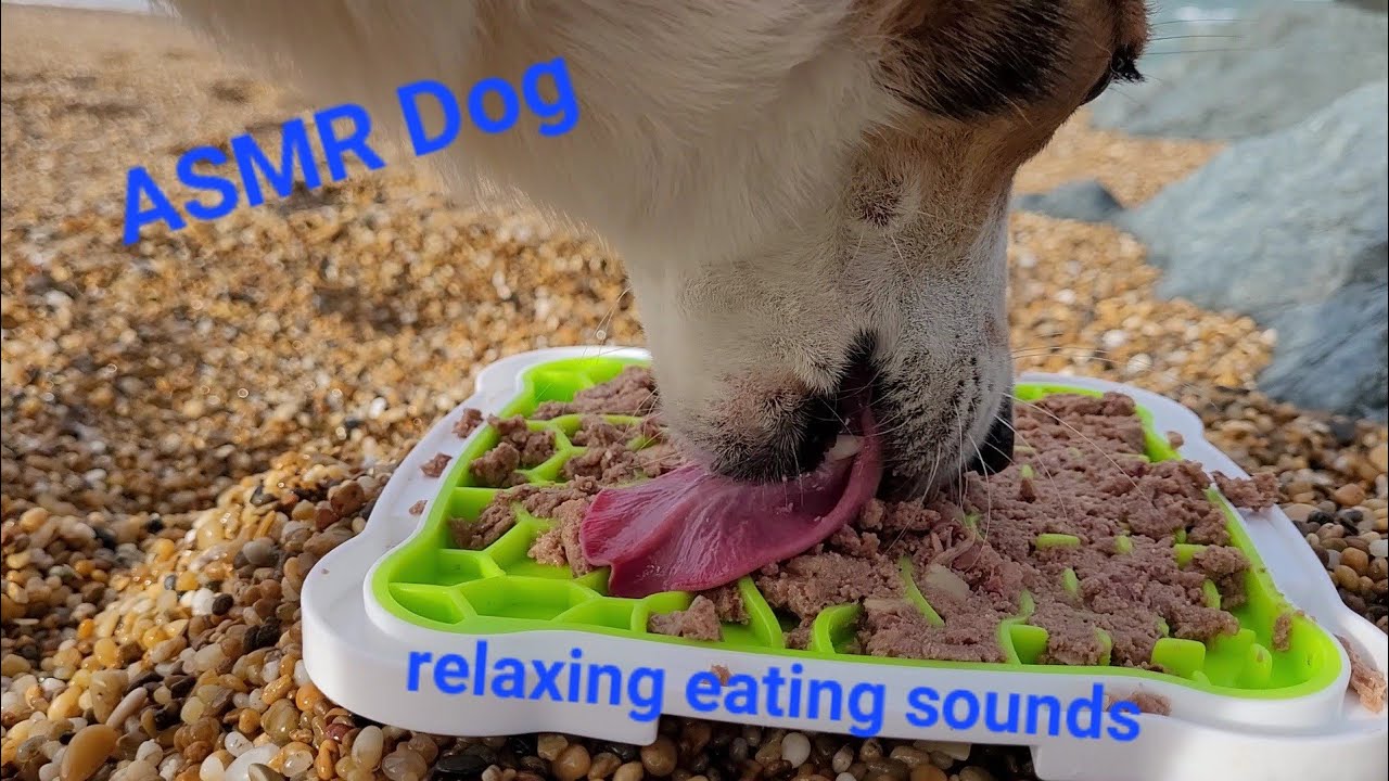 ASMR with a view - Dog licking and eating juicy dog food I wet food on a lickimat on the ocean