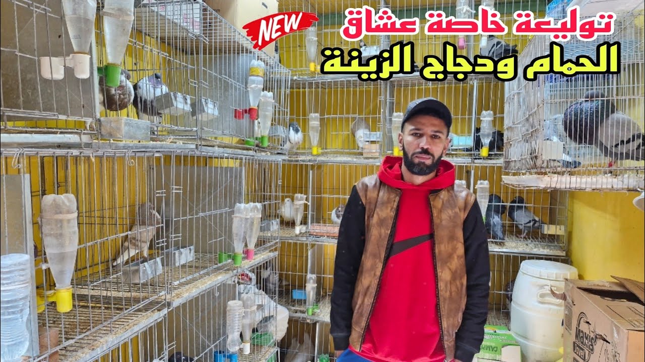 تمن سوق القريعة🔥توليعة خاصة لعشاق الحمام النفاخ ودجاج الزينة فقاصات عند عبد الرحمن فرجة ممتعة