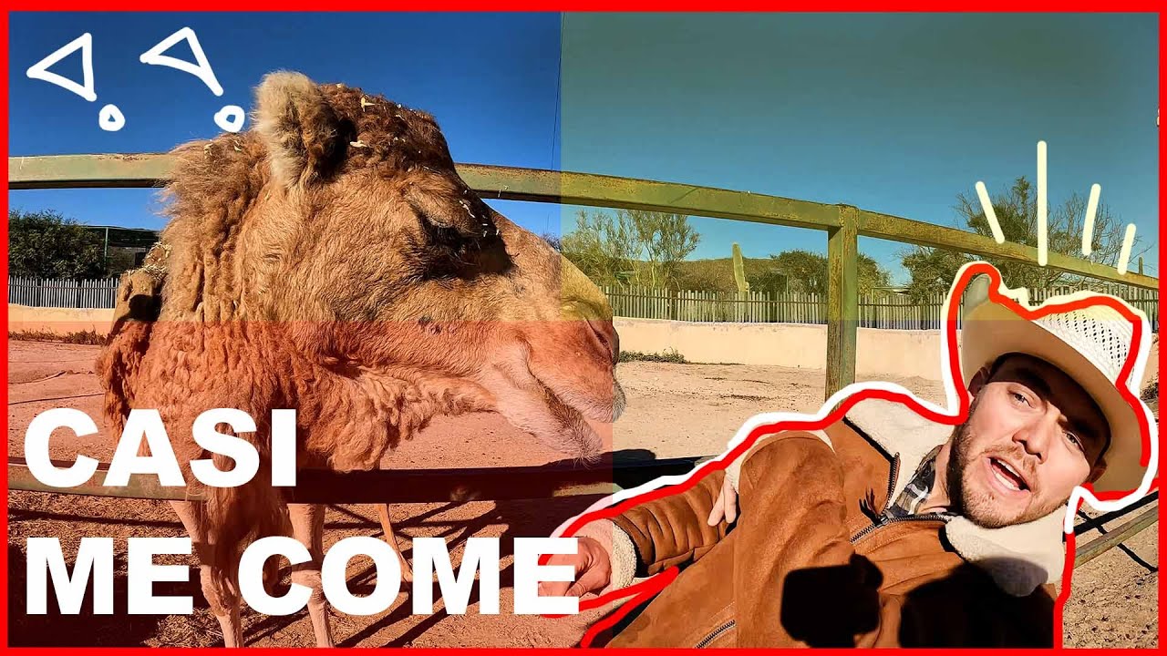 Visitamos el centro ecológico y casi me come un dromedario 😳🐫