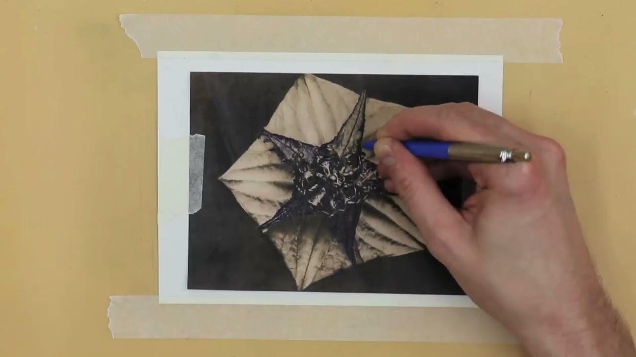Karl Blossfeldt Monoprint 7