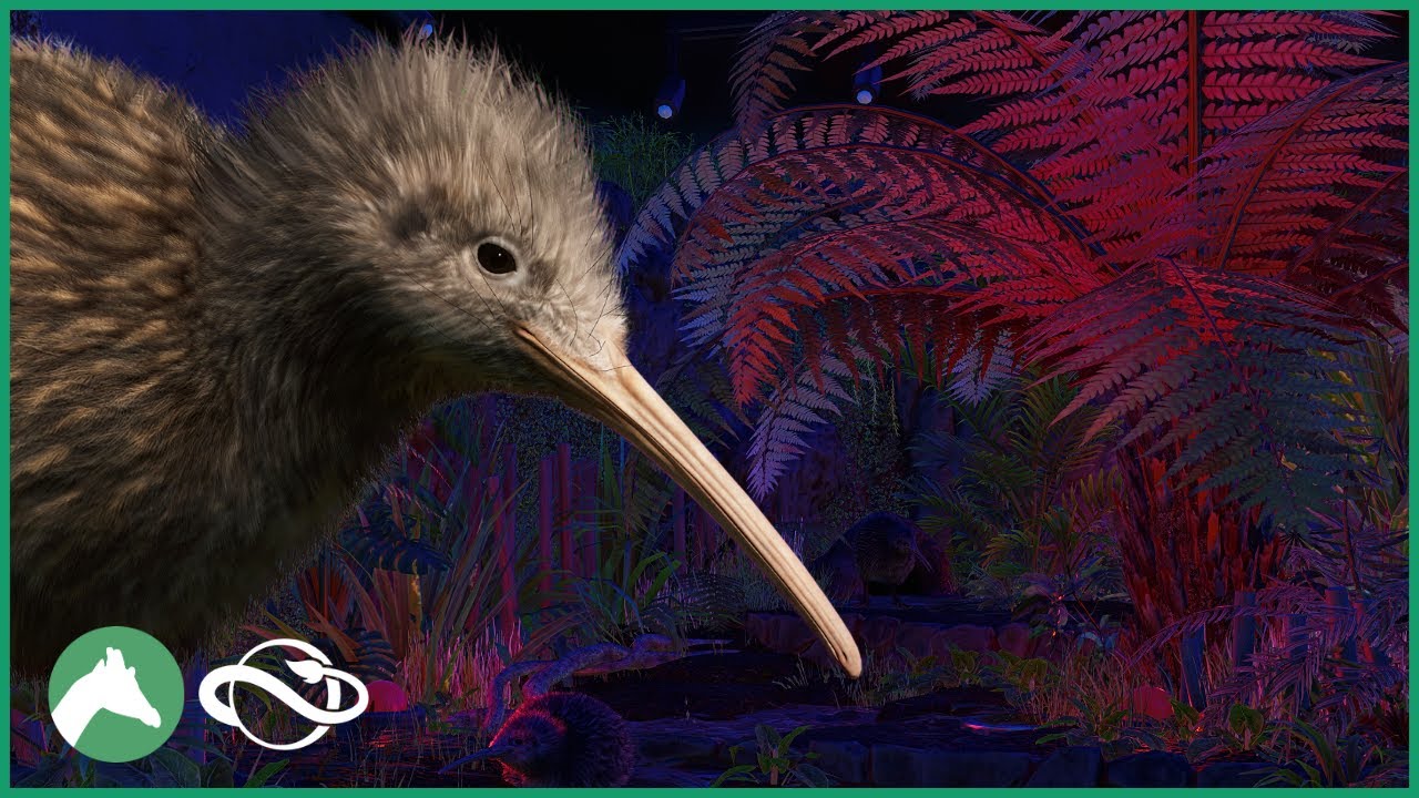 Kiwi Nocturnal Habitat | Elm Hill City Zoo | Planet Zoo