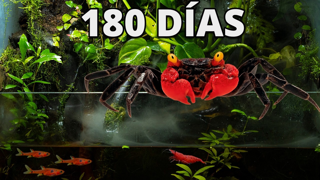 Constru&iacute; una Selva Tropical. 180 D&iacute;as Despu&eacute;s ESTO pas&oacute;!