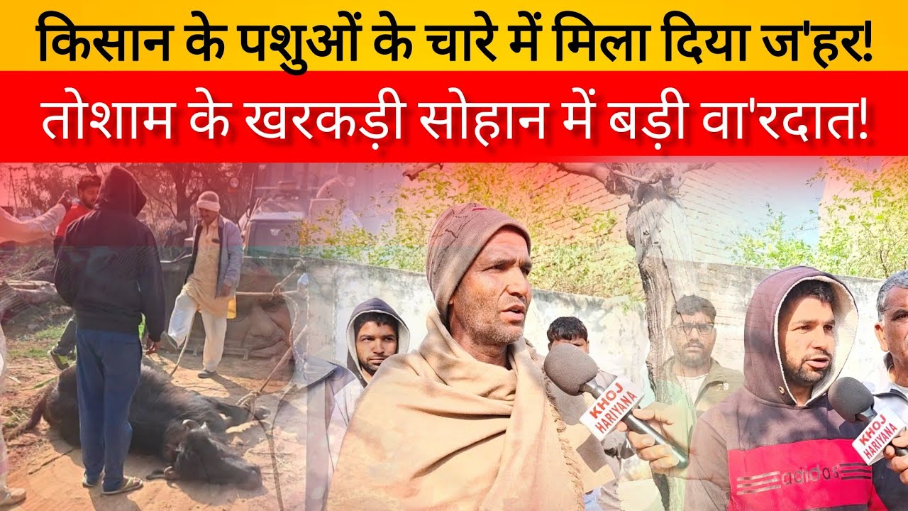 किसान के पशुओं के चारे में मिला दिया ज'हर!तोशाम के खरकड़ी सोहान में बड़ी वा'रदात!खोज हरियाणा 