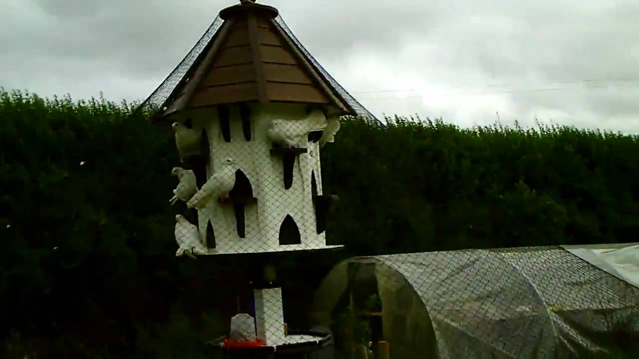Fantail Doves in Dovecote