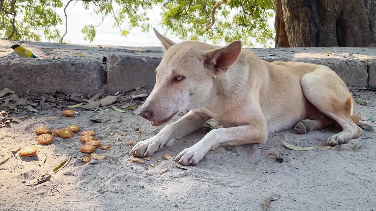 He Was Just Skin & Bones... The Moment I Saved This Starving Stray | Hungry skinny stray dog
