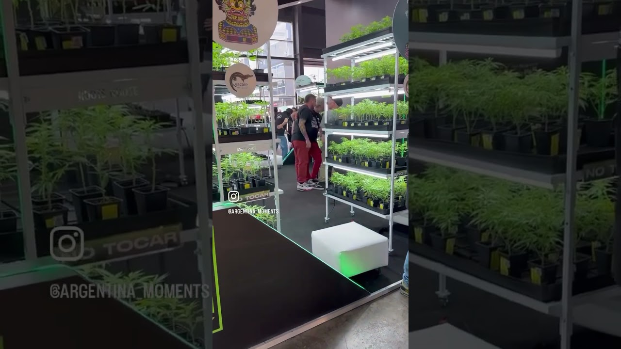 #Expo #cannabis  #buenosaires #argentina