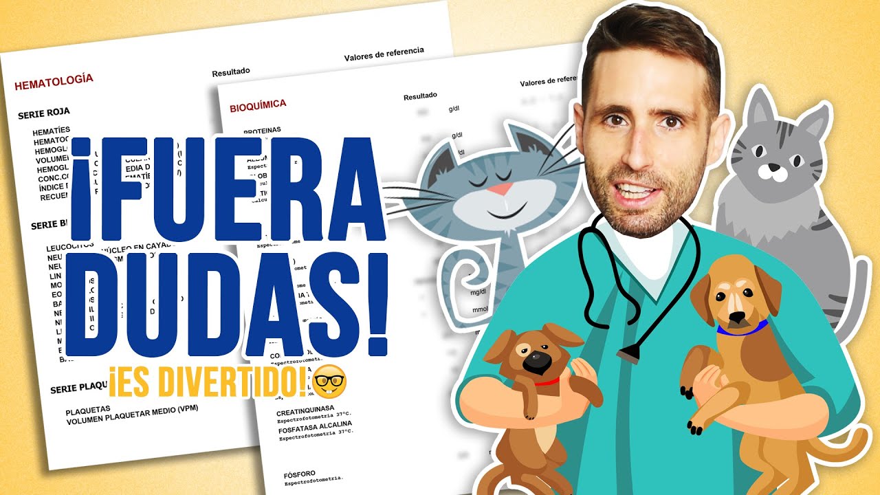 ¿Qué oculta la ANALÍTICA/ESTUDIO de tu mascota (GATOS y PERROS)? 🐶 🐱| Te cuento cómo leerla ¡FÁCIL!🤓