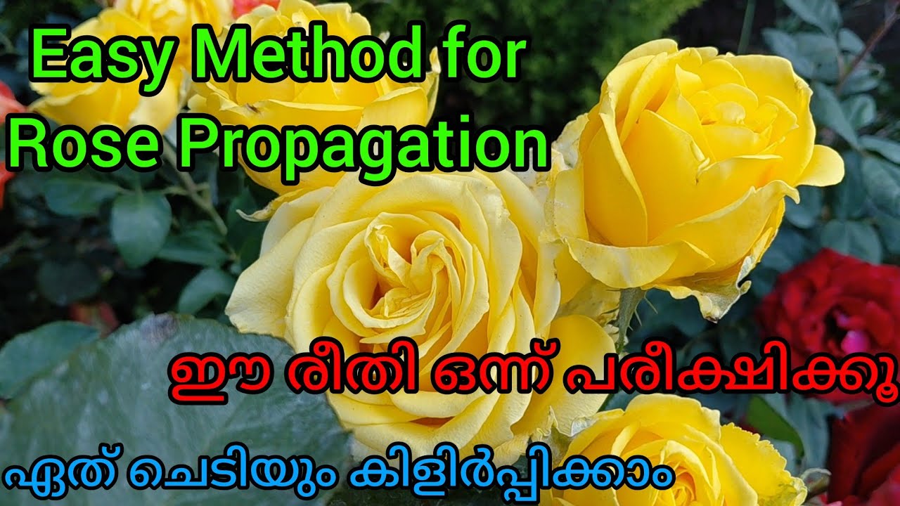 Easy way to stem propagation | തണ്ടുകൾ നട്ട് ചെടികൾ വളർത്താൻ എന്തെളുപ്പം...