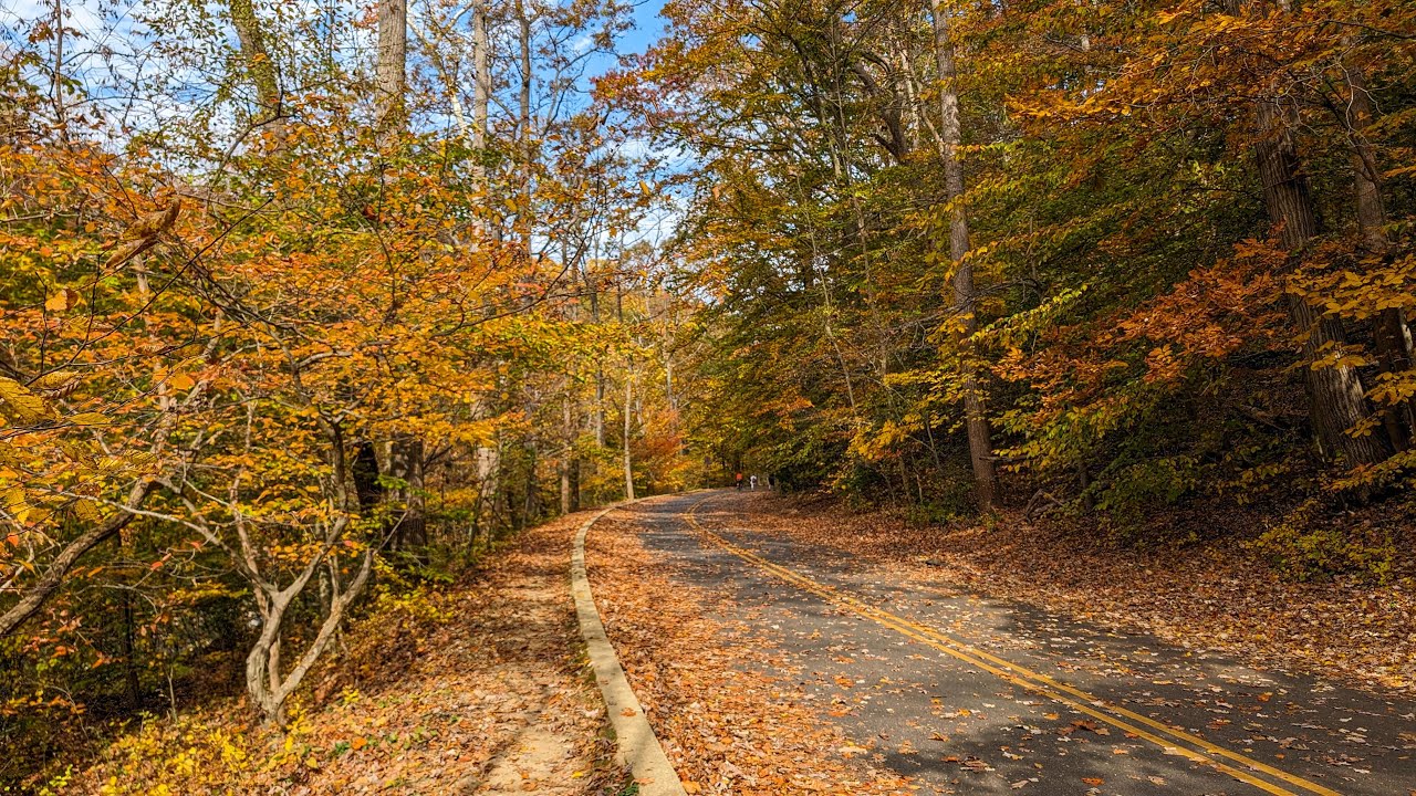 [4k] Beautiful Autumn Colors in Washington DC 🍁 Rock Creek Park Fall ambience | Walking Tour 2023