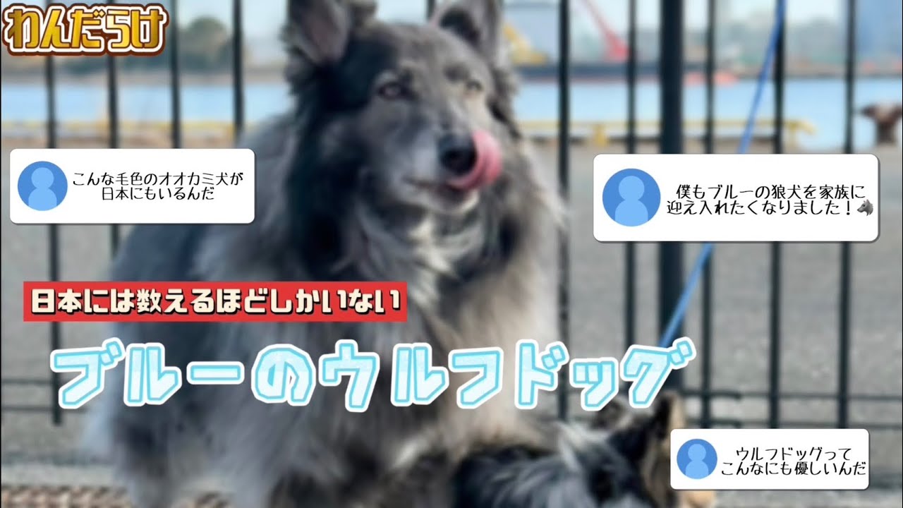 【わんだらけ】レアカラーのオオカミ犬が日本最大級のわんこマルシェに参戦したら...🐺🩵🩵