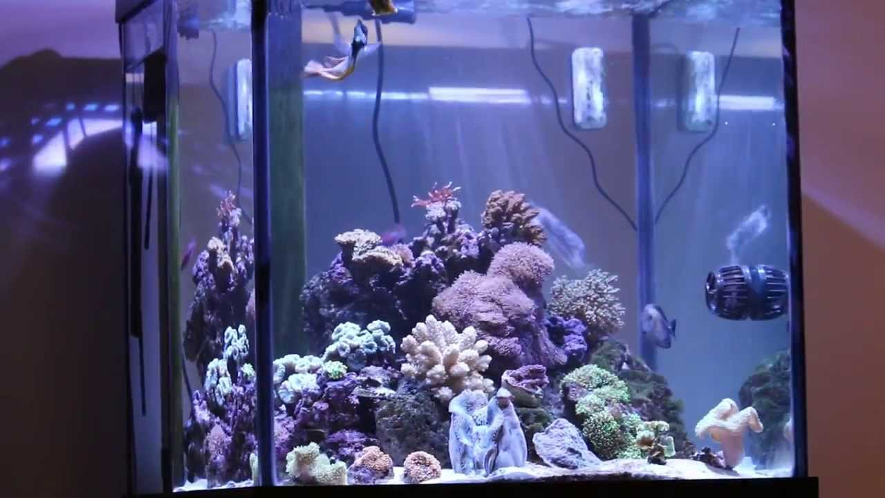 Kessil A360W on 60 Deep Blue Cube Saltwater Reef Aquarium