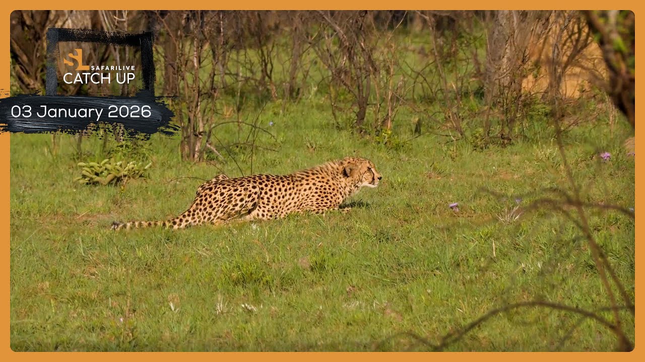 Гепард против антилопы гну - SafariLIVE Catch Up, 3 января 2026 г.