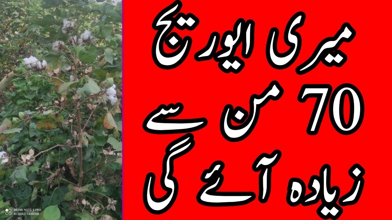 Mere cotton ke avg 70 man sy zaida ayge #Fh333