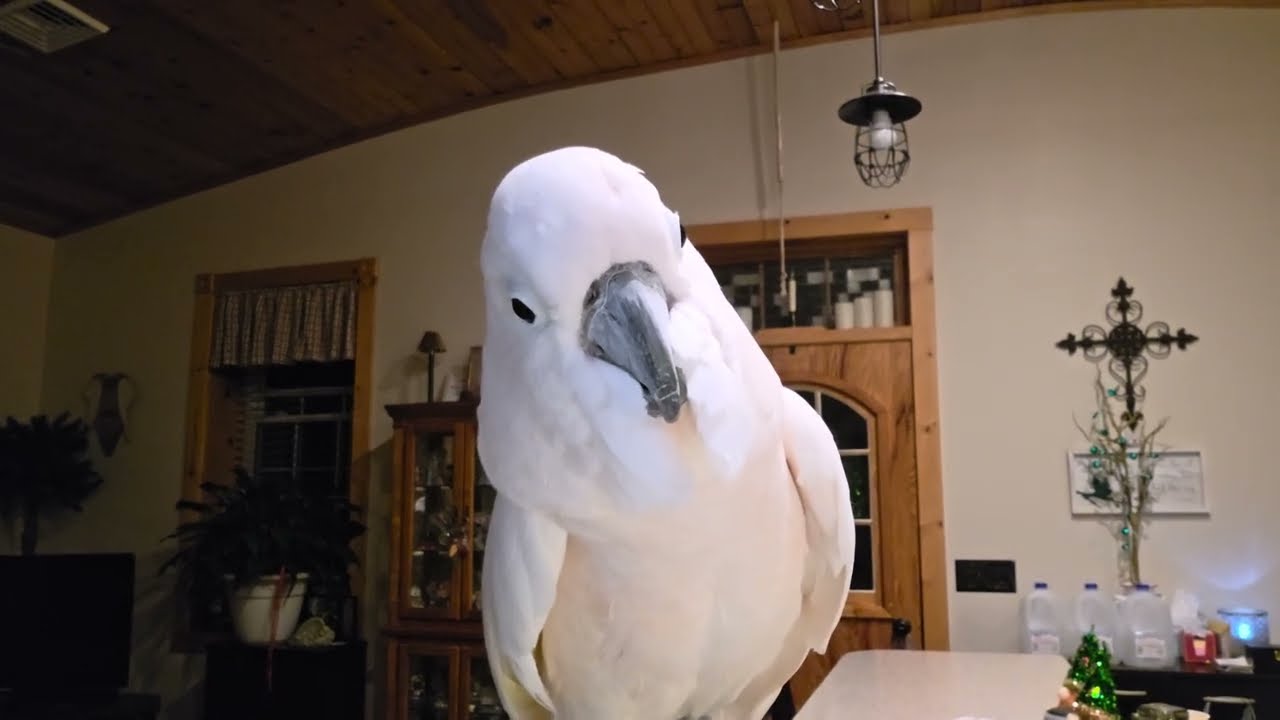 Friday The 13th With A Cockatoo 
