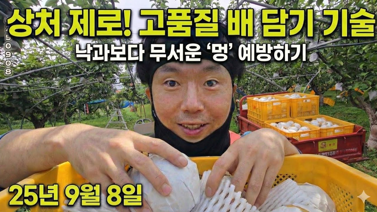 추석출하준비 신고배 수확방법과 작업인부 - 25년 9월 8일 나주 금천 신고배 과수원 일지 p250908