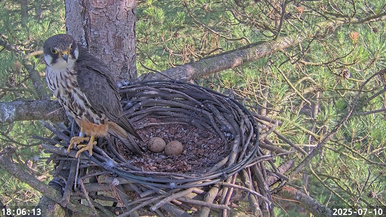 Dorset Live Hobby nest 2025 hatching