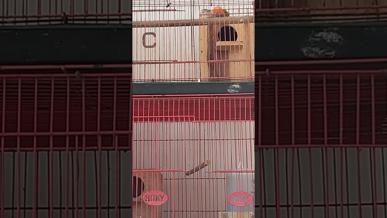 Lovebird RS Red Suffusion (?) lagi berpasangan dengan Lovebird Vio