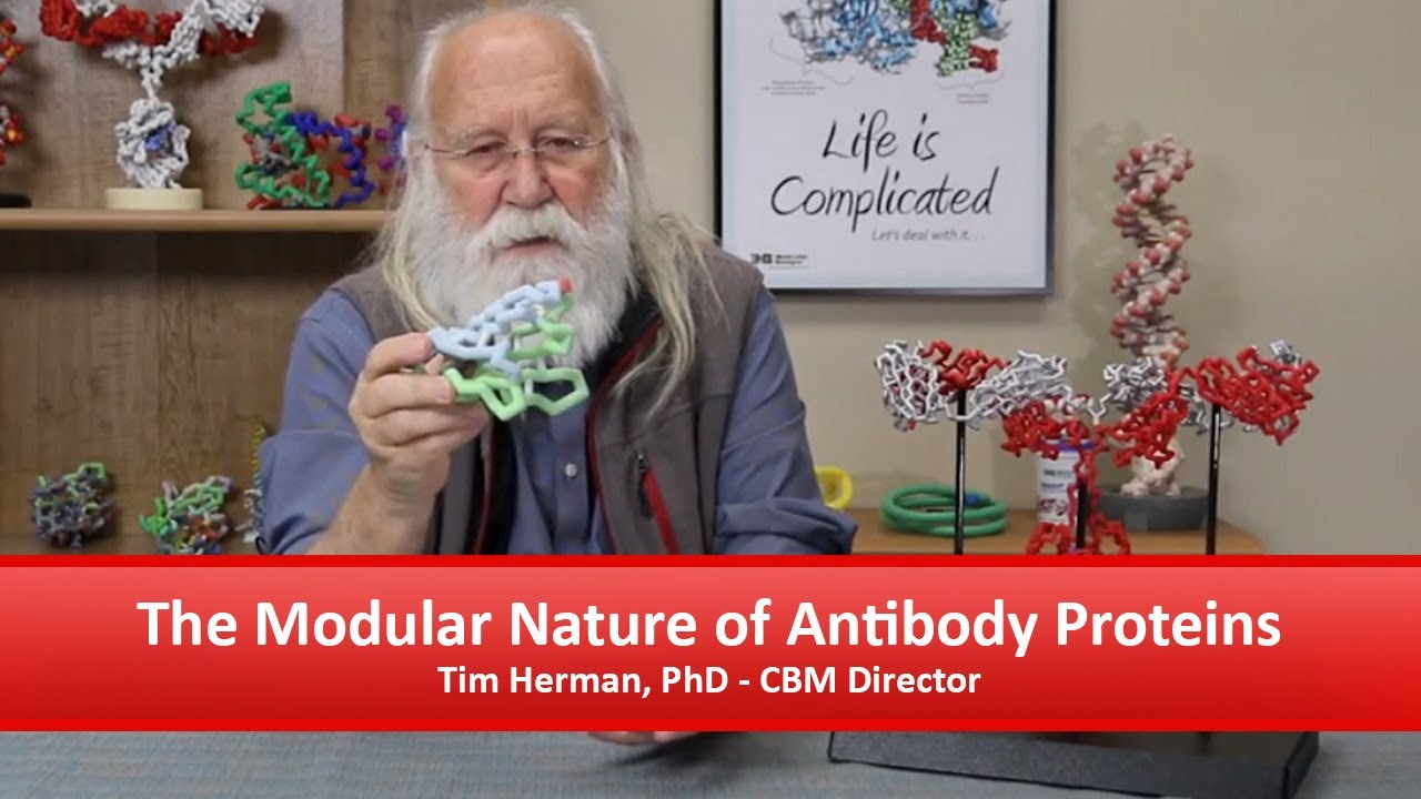 The Modular Nature of Antibody Proteins