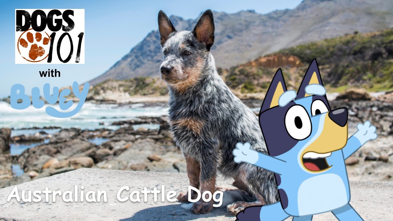 Dogs 101 with Bluey S1 E1: Australian Cattle Dog with Bluey, Bingo, Chilli, & Bandit