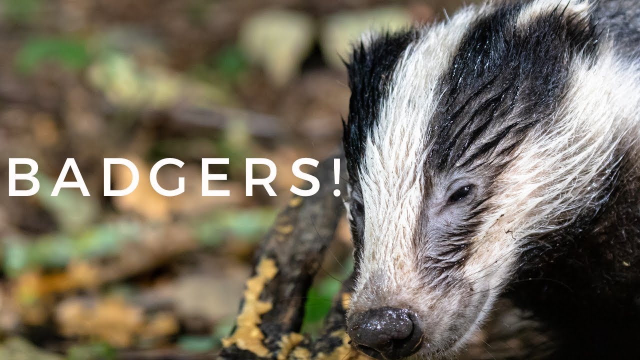 Photographing Badgers From a Hide - RSPB Burton Mere Wetlands
