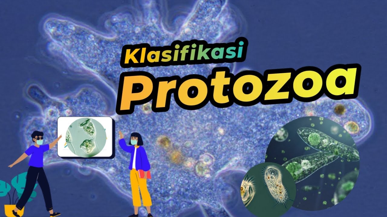 Klasifikasi Protozoa - Protista Mirip Hewan | Dunia Biologi