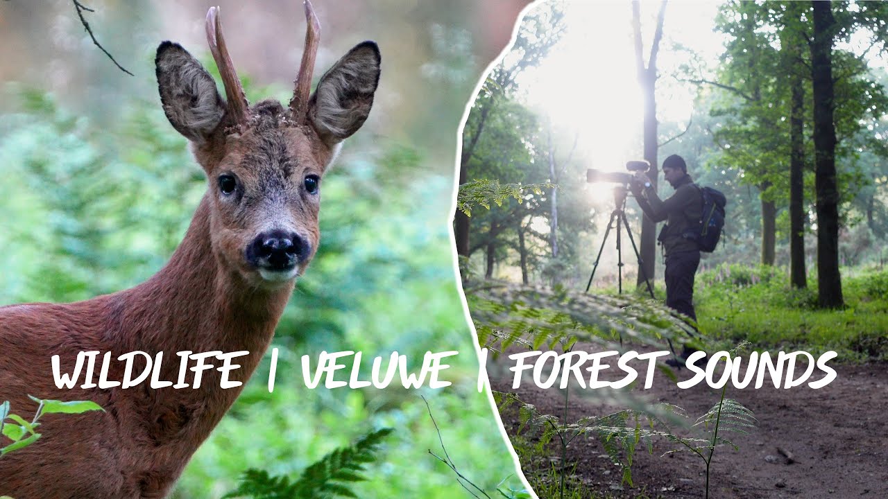 Wild & Ontspannen Bosgeluiden🌲🦌 | Wildlife & Relaxing forest sounds 🌲🦌 | 📌Veluwe - Nederland | 4K