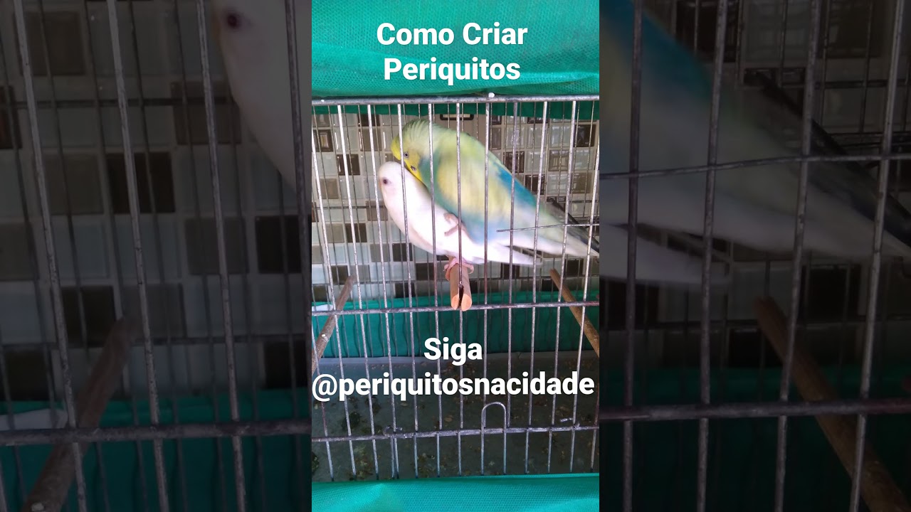 Periquito Australiano Acasalando